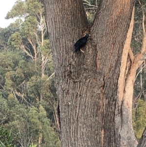 Ptilonorhynchus violaceus at 97 Northcove Road - 26 Jan 2020