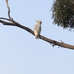 Cacatua galerita (Sulphur-crested Cockatoo) at Long Beach, NSW - 25 Jan 2020 by Jubeyjubes