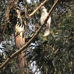 Cacatua galerita at 97 Northcove Road - 26 Jan 2020