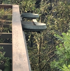 Neochmia temporalis at 97 Northcove Road - 26 Jan 2020 09:36 AM