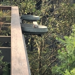 Neochmia temporalis at 97 Northcove Road - 26 Jan 2020 09:36 AM