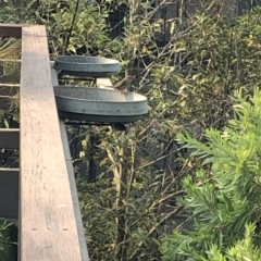 Neochmia temporalis at 97 Northcove Road - 26 Jan 2020 09:36 AM