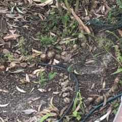 Neochmia temporalis at 97 Northcove Road - 26 Jan 2020 09:36 AM