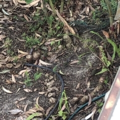 Neochmia temporalis at 97 Northcove Road - 26 Jan 2020 09:36 AM