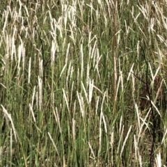 Imperata cylindrica (Blady Grass) at Murramarang National Park - 26 Jan 2020 by Jubeyjubes