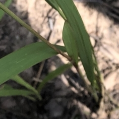 Imperata cylindrica at Termeil, NSW - 26 Jan 2020