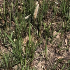 Imperata cylindrica (Blady Grass) at Termeil, NSW - 26 Jan 2020 by Jubeyjubes