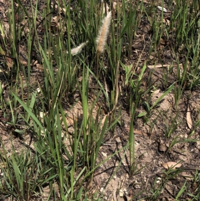 Imperata cylindrica (Blady Grass) at Termeil, NSW - 26 Jan 2020 by Jubeyjubes