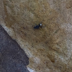 Polyrhachis sp. (genus) (A spiny ant) at Termeil, NSW - 26 Jan 2020 by Jubeyjubes