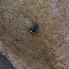 Polyrhachis sp. (genus) at Murramarang National Park - 26 Jan 2020 11:15 AM