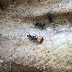 Iridomyrmex sp. (genus) (Ant) at Murramarang National Park - 26 Jan 2020 by Jubeyjubes