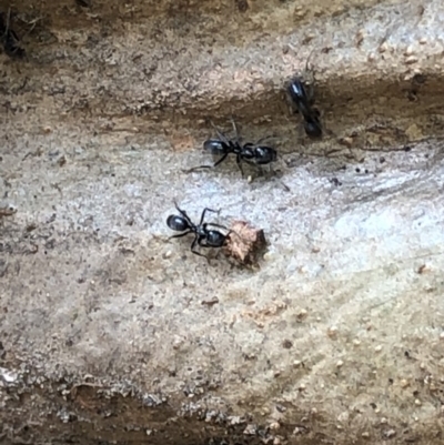 Iridomyrmex sp. (genus) (Ant) at Murramarang National Park - 26 Jan 2020 by Jubeyjubes
