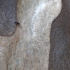 Iridomyrmex sp. (genus) at Murramarang National Park - 26 Jan 2020