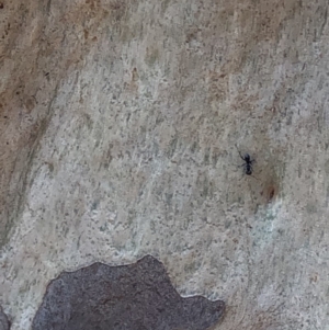 Iridomyrmex sp. (genus) at Murramarang National Park - 26 Jan 2020 11:16 AM