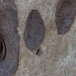 Iridomyrmex sp. (genus) at Murramarang National Park - 26 Jan 2020 11:16 AM