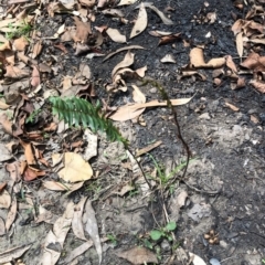 Pellaea falcata (Sickle Fern) at Termeil, NSW - 26 Jan 2020 by Jubeyjubes