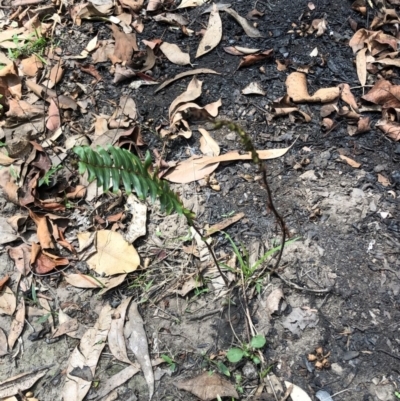 Pellaea falcata (Sickle Fern) at Termeil, NSW - 26 Jan 2020 by Jubeyjubes