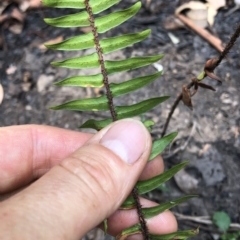 Pellaea falcata at Termeil, NSW - suppressed