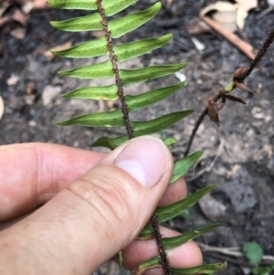 Pellaea falcata at Termeil, NSW - 26 Jan 2020