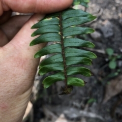 Pellaea falcata at Termeil, NSW - suppressed