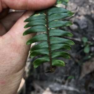 Pellaea falcata at Termeil, NSW - 26 Jan 2020