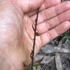 Pellaea falcata at Termeil, NSW - suppressed