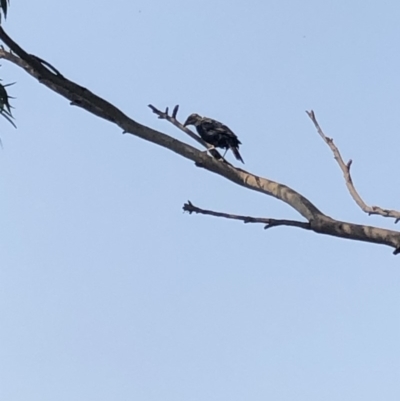 Sturnus vulgaris (Common Starling) at  - 26 Jan 2020 by Jubeyjubes
