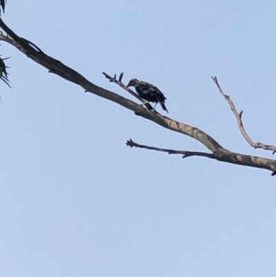 Sturnus vulgaris (Common Starling) at - 25 Jan 2020 by Jubeyjubes