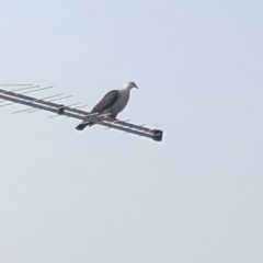 Columba leucomela (White-headed Pigeon) at Long Beach, NSW - 25 Jan 2020 by Jubeyjubes