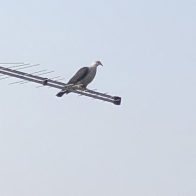 Columba leucomela (White-headed Pigeon) at - 25 Jan 2020 by Jubeyjubes