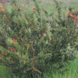 Grevillea juniperina at Hughes, ACT - 7 Oct 2016 12:00 AM