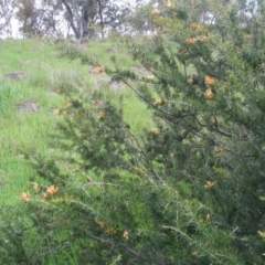 Grevillea juniperina (Grevillea) at Red Hill to Yarralumla Creek - 6 Feb 2016 by ruthkerruish