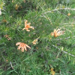 Grevillea juniperina at Hughes, ACT - 7 Feb 2016