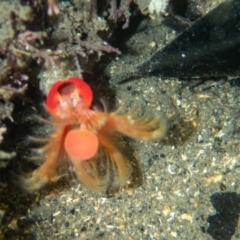 Serpula sp. (Orange Tube Worms) at Tathra, NSW - 26 Jan 2020 by bdixon75