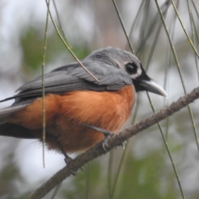 Monarcha melanopsis (Black-faced Monarch) at Tuross Head, NSW - 26 Jan 2020 by HelenCross