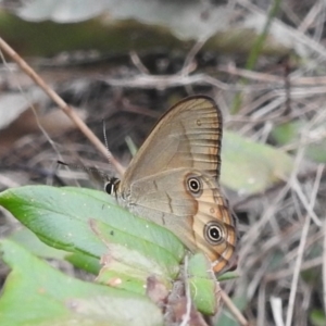 Hypocysta metirius at Tuross Head, NSW - 26 Jan 2020