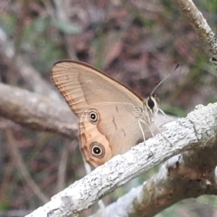 Hypocysta metirius at Tuross Head, NSW - 26 Jan 2020 06:21 PM