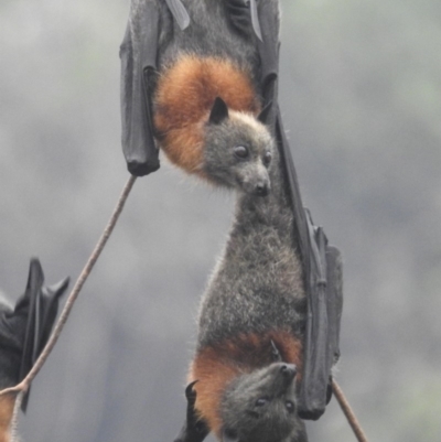 Pteropus poliocephalus (Grey-headed Flying-fox) at Tuross Head, NSW - 26 Jan 2020 by HelenCross