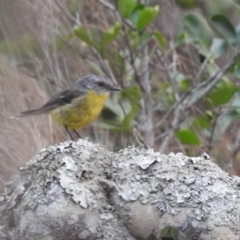 Eopsaltria australis (Eastern Yellow Robin) at Tuross Head, NSW - 26 Jan 2020 by HelenCross