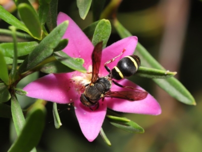 Eumeninae (subfamily) (Unidentified Potter wasp) at Acton, ACT - 15 Jan 2020 by TimL