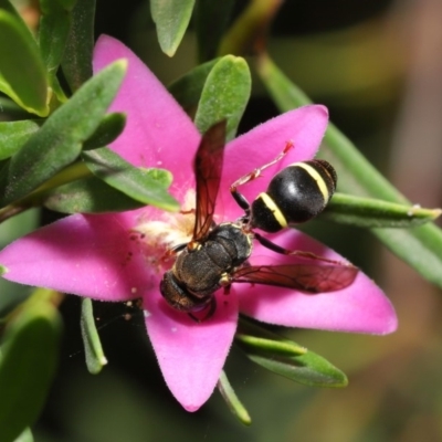 Eumeninae (subfamily) (Unidentified Potter wasp) at ANBG - 15 Jan 2020 by TimL