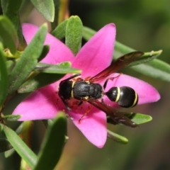 Eumeninae (subfamily) at Acton, ACT - 15 Jan 2020