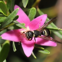 Eumeninae (subfamily) at Acton, ACT - 15 Jan 2020