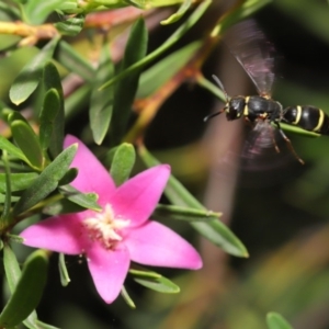 Eumeninae (subfamily) at Acton, ACT - 15 Jan 2020