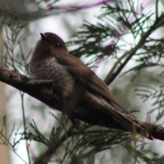 Cacomantis flabelliformis (Fan-tailed Cuckoo) at Broulee Moruya Nature Observation Area - 25 Jan 2020 by LisaH