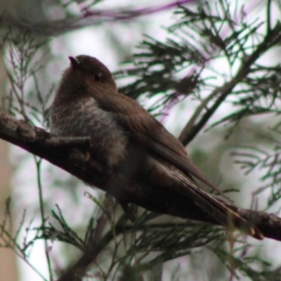 Cacomantis flabelliformis (Fan-tailed Cuckoo) at Broulee Moruya Nature Observation Area - 25 Jan 2020 by LisaH