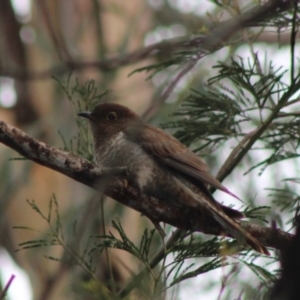 Cacomantis flabelliformis at Moruya, NSW - 25 Jan 2020