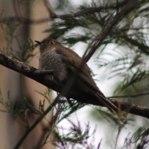 Cacomantis flabelliformis at Moruya, NSW - 25 Jan 2020