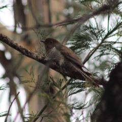 Cacomantis flabelliformis at Moruya, NSW - 25 Jan 2020