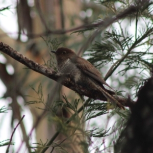 Cacomantis flabelliformis at Moruya, NSW - 25 Jan 2020